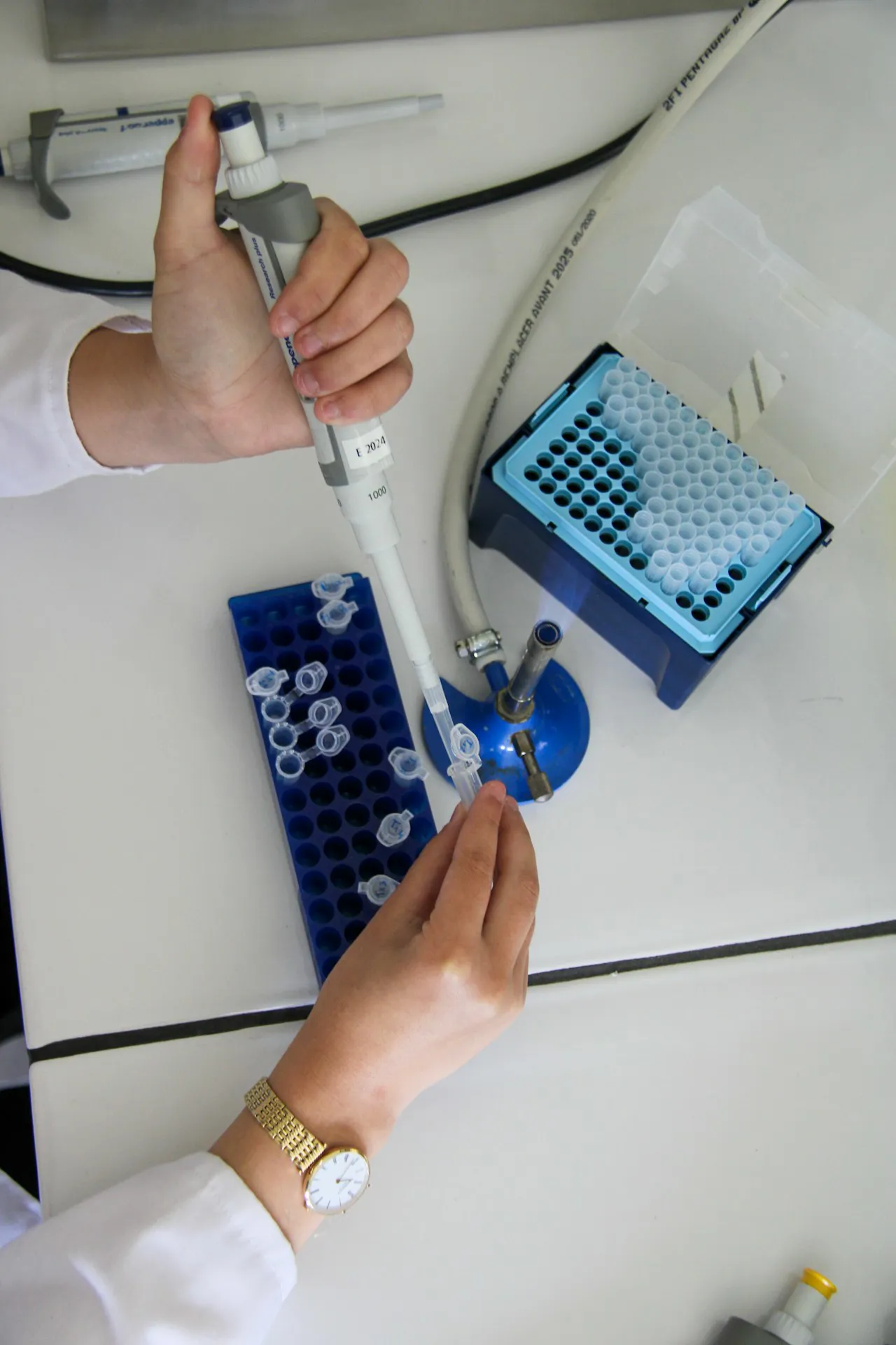 Bilim insanı pipet kullanarak laboratuvarda gen tedavisi araştırması yapıyor